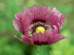 Mohnblume in meinem Garten. ( Bild: Theres Nussbaumer)