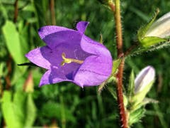 Glockenblume in Montlingen (Bild: Toni Sieber)