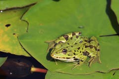 Ein Frosch geniesst die Sonne im Vogelmoos. (Bild: Xaver Husmann (Neudorf, 1. Juli 2018))