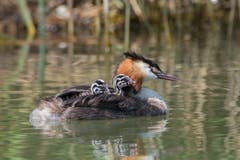 Den jungen Haubentauchern macht es Spass, auf dem Rücken der Mama mitzuschwimmen. (Bild: Edgar HUber)