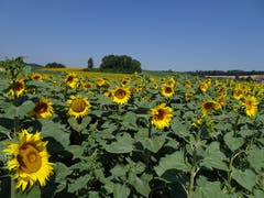 Sonnenblumenfeld bei Dinhard ZH (Bild: Hubert Koch)