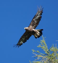 Der Steinadler hebt sich in Zuoz die Lüfte (Bild: Hans Aeschlimann)