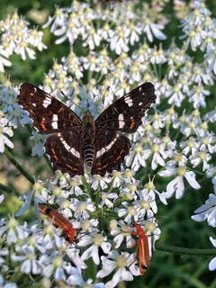 Viel Betrieb auf der Kerbelblüte. (Bild: Toni Sieber)