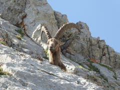 Steinbock auf dem Pilatus. (Bild: Margrit Kunz)