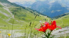 Eine seltene Feuer-Lilie. (Bild: Loris Bühler (Schächental UR, 30. Juni 2018))