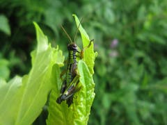 Ein Heupferdchen auf dem Hohen Kasten (Bild: Toni Sieber)