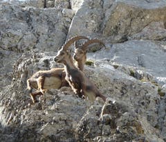 Steinböcke auf dem Pilatus. (Bild: Margrit Kunz)