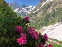 Alpenrose Richtung Sustlihütte. (Bild: Regina Sapin)