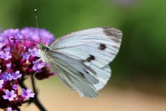 Ein Schmetterling auf Futtersuche. (Bild: Xaver Husmann (Rain, 1. Juli 2018))