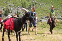 Unterwegs mit den Ziegen in der Göscheneralp. (Bild: Markus Zwyssig, 7. Juli 2018)