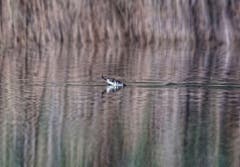 Ringelnatter auf der Jagd in Altstätten. (Bild: Toni Sieber)