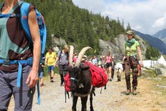 Unterwegs mit den Ziegen in der Göscheneralp. (Bild: Markus Zwyssig, 7. Juli 2018)