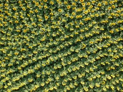 Tausende von Sonnenblumen bei Engwilen. (Bild: Markus Spies)