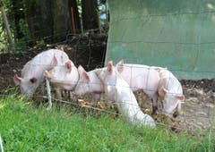 Zärtliche Gemeinsamkeit dieser "Söie" im Zeltlager bei der Stächelegg. (Bild: Josef Habermacher)
