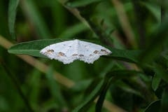 Schmuck-Kleinspanner (ca. 1.5 cm Spannweite) am Wenigerweiher. (Bild: Franz Häusler)