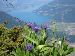 Bergflockenblume mit dem Thunersee im Hintergrund (Bild: Walter von Holzen)