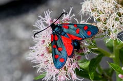 Das farbenprächtige Sechsfleck-Widderchen beim Nektar saugen. (Bild: Edgar Huber)
