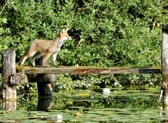 Wachposten am Sonntagfrüh am Weiher in Hauptwil. (Bild: Stefan Jung)