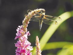 Falkenlibelle (Vierfleck-Libelle, Libellula quadrimaculata) auf Blutweiderich geniesst die Mittagssonne in Mörschwil. (Bild: Peter Heim)