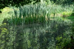 Spiegelung im oberen Stau des Wissbachtobels - Grüntöne in allen Schattierungen. (Bild: Franz Häusler)