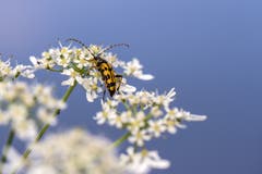 Ein gefleckter Schmalbock beim Gübsensee. (Bild: Franziska Hörler)
