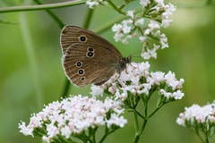 Braunes Waldvöglein am Wenigerweiher. (Bild: Franz Häusler)