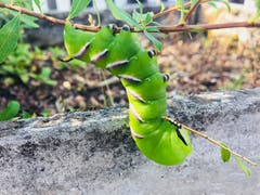 Ligusterschwärmer-Raupe in Wolfertswil. (Bild: Ramona Rüegg)