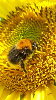Fleissiges Hummeli im Garten, es geniesst auch das sonnige Wetter (Bild: Doris Müller)