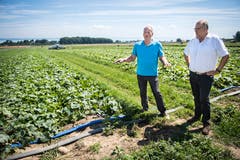 Ferdinand Vogel (links) und Dominique Mettraux, Verkaufsdirektor von Reitzel, auf dem Essiggurkenfeld in Kesswil. (Bilder: Reto Martin)