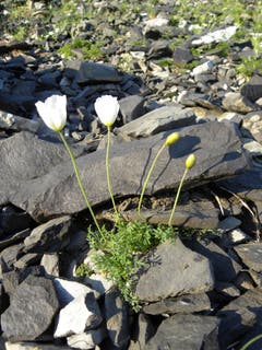 Weisser Alpenmohn, aufgenommen auf der Klewenalp (Bild: Edelhard Gander)