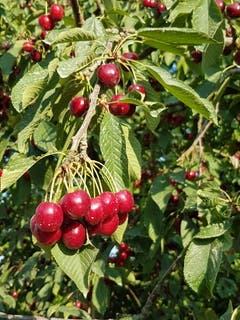 Feine Kirschen aus dem Thurgau. (Bild: Reto Schlegel)