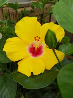 Hibiskus Blütenpracht in Sitterdorf. (Bild: Reto Schlegel)