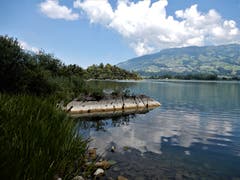 "Wen i am nä warme Summertag am See chli g`hirmä tue, ja de lueg ich mängisch stundelang a junge Aentli zue" ! Das wunderschöne Lied (am See) stammt aus der Feder von Emil Wallimann. Das Bild wurde am Lauerzersee aufgenommen. (Bild: Margrith Imhof-Röllin)