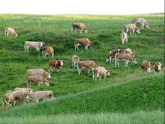 Friedlich weidet das Vieh am Abend auf der Weide. Ein beruhigendes wundervolles Gefühl! (Bild: Josef Lustenberger, Steinhuserberg)