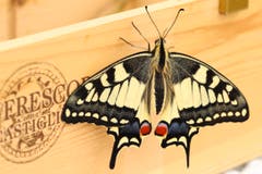 Bereits sind 7 von 12 Schmetterlinge aus ihren Puppen geschlüpft und konnten erfolgreich ausgewildert werden. (Bild: Xaver Husmann, Rain)