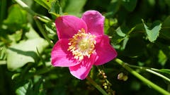 Auch in den Alpen gibt es Rosen. Diese prächtige Blüte passt sich farblich in Harmonie der Umgebung an. (Bild: Kurt Hägi)