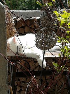 Katze Coco geniesst die Sommersonne in Gossau. (Bild: Diana Bischof)