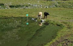 Spieglein, Spieglein... (Bild: Toni Sieber)