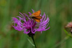 Dickkopffalter auf einer Flockenblume am Wenigerweiher. (Bild: Franz Häusler)