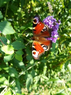 Tagpfauenauge im Garten in Gossau auf dem blühenden Sommerflieder. (Bild: Diana Bischof)