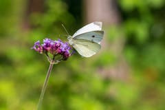Ein Schmetterling verköstigt sich auf Blume. (Bild: Jörg Meier, Luzern)