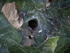 Ganz schön gefährlich sieht diese "Spinnennetz-Falle" aus, wer hier hinein geht, der kommt bestimmt nie mehr lebend heraus ! Aufgenommen in Meggen. (Bild: Margrith Imhof-Röthlin)