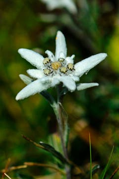 Edelweiss auf dem Furggengütsch (Hohgant). (Bild: Marianne Schmid)