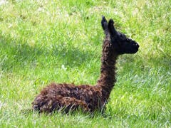 Die Sonne trocknet das noch nasse Lamababy kurz nach der Geburt. (Bild: Josef Lustenberger)