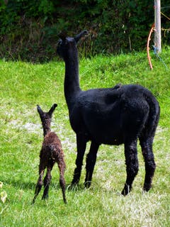 Schon kurze Zeit nach der Geburt geht es auf den eigenen Beinen mit dem Mami nach Hause in den Stall. (Bild: Josef Lustenberger)