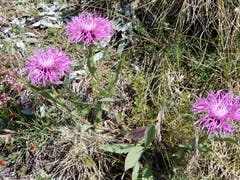 Auf ca. 2200 Meter über Meer jetzt in schönster Blüte. (Bild: Regina Bucheli)
