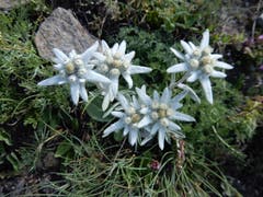 Auf dem Blumenweg oberhalb Saas Fee auf ca. 2200 Meter über Meer zeigen sich diese Edelweisse in schönster Blüte. (Bild: Regina Bucheli)