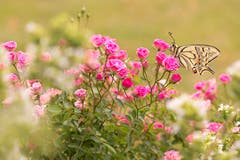 Lilly Rose mit Schwalbenschwanz. (Bild: Priska Ziswiler-Heller)