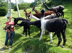 Nachwuchs bei den Lamas im Breitlehn 2, Werthenstein. Die verschiedenen Artgenossen bewundern und beglückwünschen den Neuankömmling. Die Lamamutter leckt und säubert das noch nasse Neugeborene. Das nennt man Mutterliebe. (Bild: Josef Lustenberger)