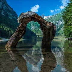 Am Seealpsee bieten die Reste einer alten Tanne aus der Froschperspektive einen spektakulären Torbogen zum Säntis. (Bild: Wolfgang Reisser)